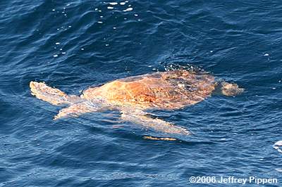 Loggerhead Sea Turtle (Caretta caretta)
