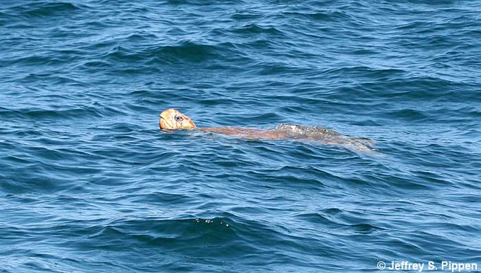 Loggerhead Sea Turtle (Caretta caretta)