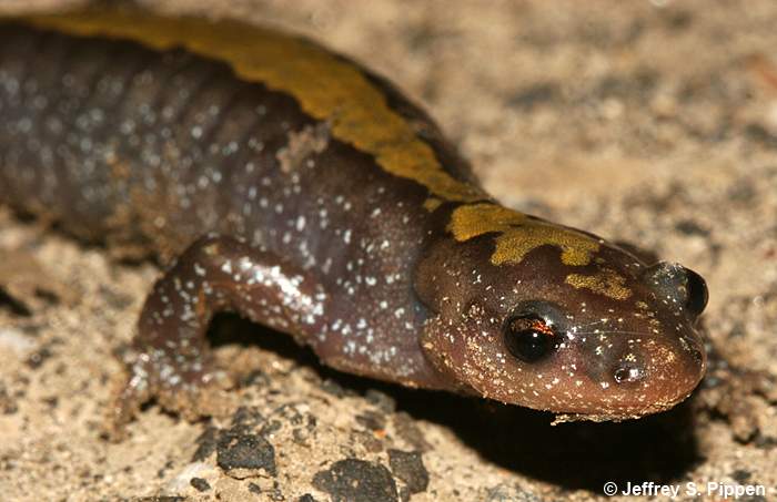 Long-toed Salamander (Ambystoma macrodactylum)