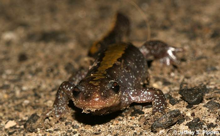 Long-toed Salamander (Ambystoma macrodactylum)