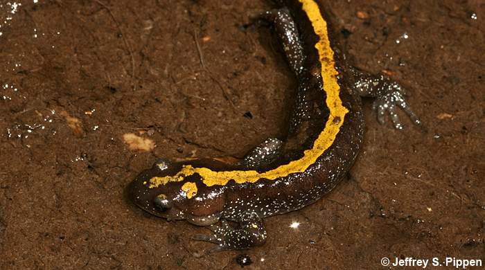 Long-toed Salamander (Ambystoma macrodactylum)