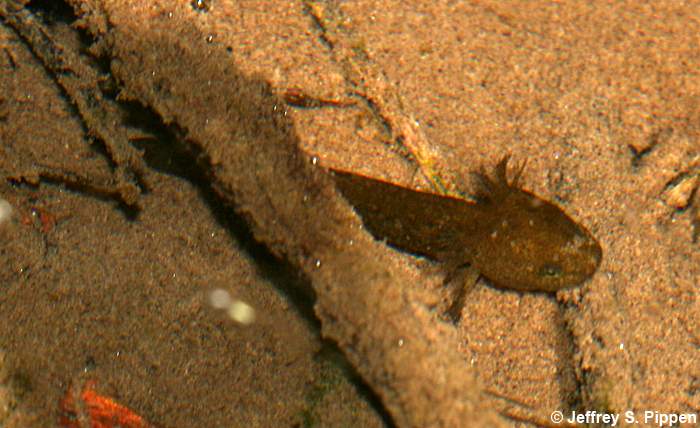 Long-toed Salamander (Ambystoma macrodactylum)