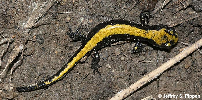 Long-toed Salamander (Ambystoma macrodactylum)