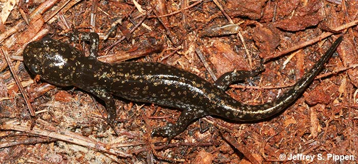 Mabee's Salamander (Ambystoma mabeei)