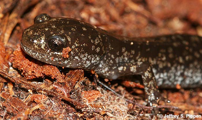 Mabee's Salamander (Ambystoma mabeei)