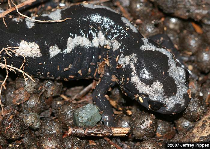 Marbled Salamander (Ambystoma opacum)