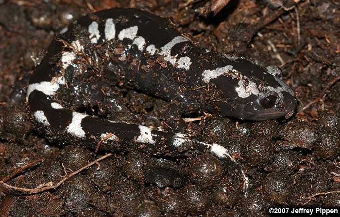 Marbled Salamander (Ambystoma opacum)