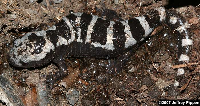 Marbled Salamander (Ambystoma opacum)