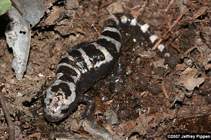 Marbled Salamander (Ambystoma opacum)