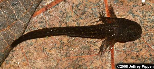 Marbled Salamander (Ambystoma opacum)