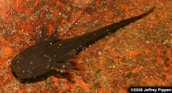 Marbled Salamander (Ambystoma opacum)