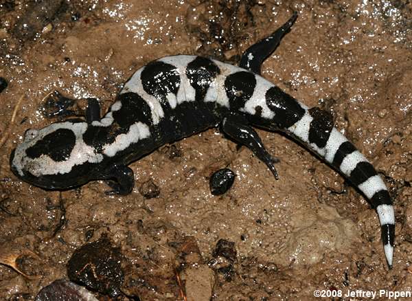 Marbled Salamander (Ambystoma opacum)