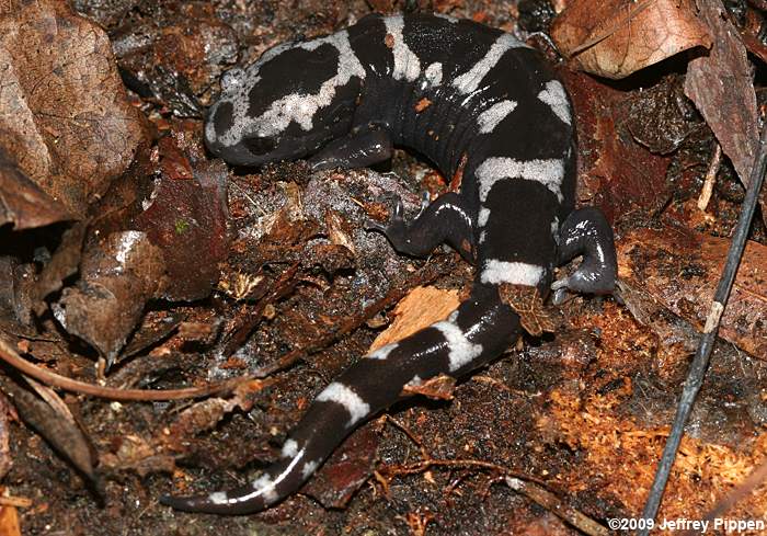 Marbled Salamander (Ambystoma opacum)