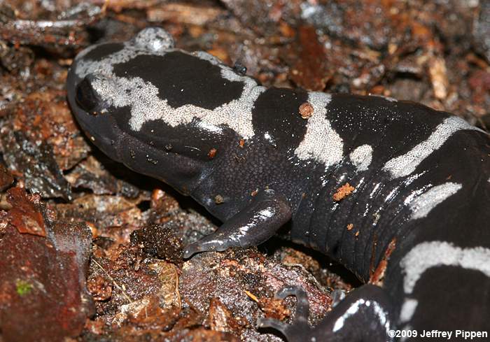 Marbled Salamander (Ambystoma opacum)