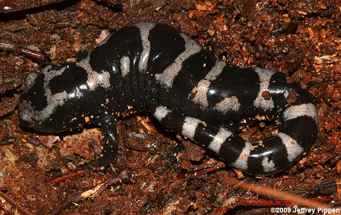 Marbled Salamander (Ambystoma opacum)