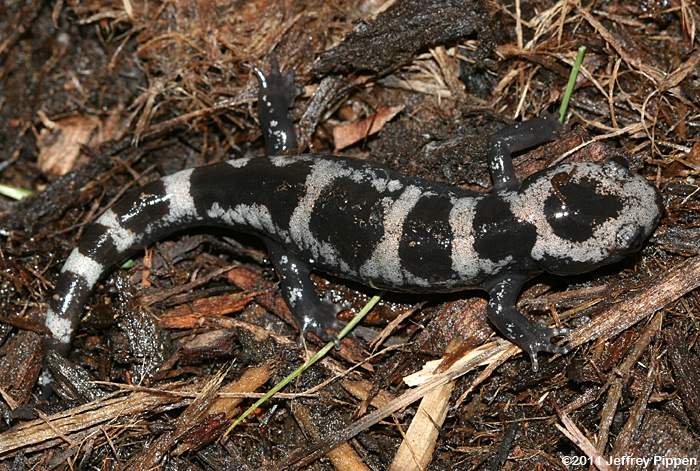 Marbled Salamander (Ambystoma opacum)