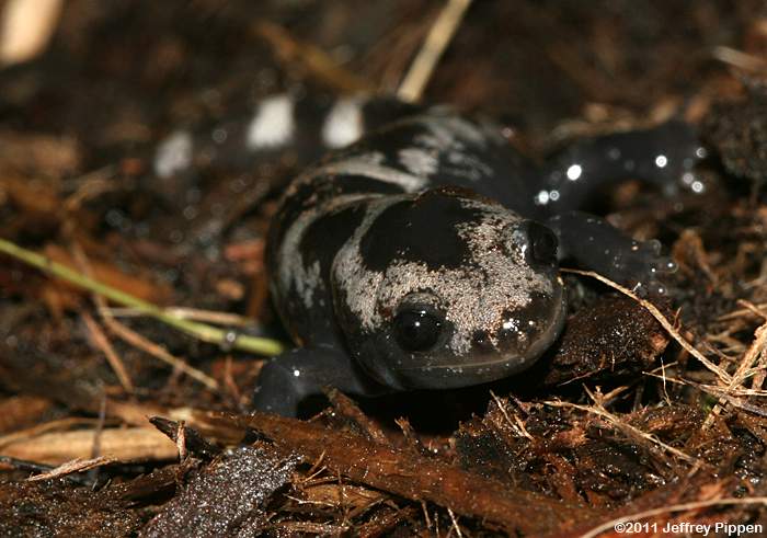 Marbled Salamander (Ambystoma opacum)