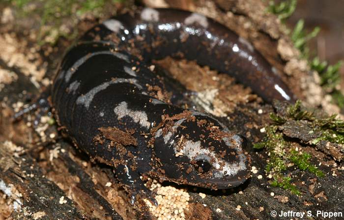 Marbled Salamander (Ambystoma opacum)