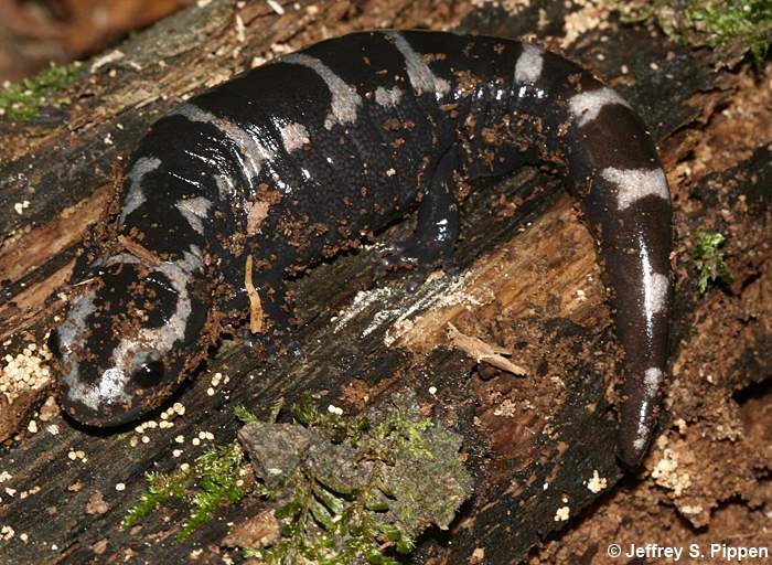 Marbled Salamander (Ambystoma opacum)