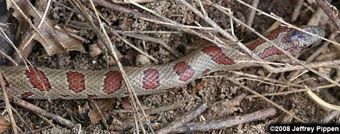 Mole Kingsnake (Lampropeltis calagaster rhombomaculata)
