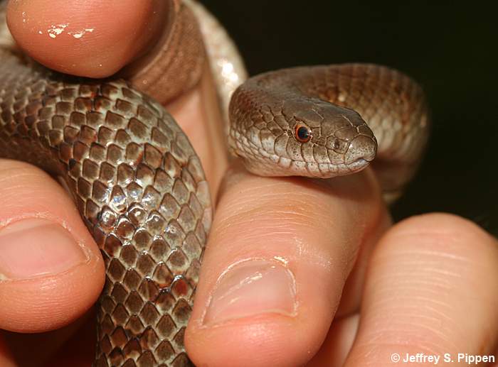 Mole Kingsnake (Lampropeltis calagaster rhombomaculata)