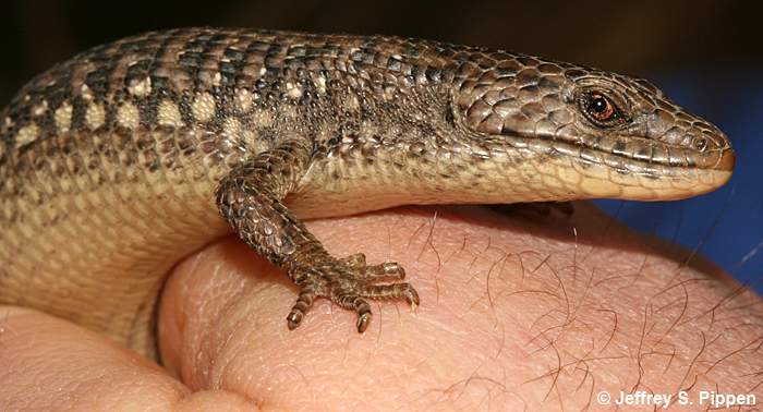 'Northwestern' Northern Alligator Lizard (Gerrhonotus coeruleus principis)