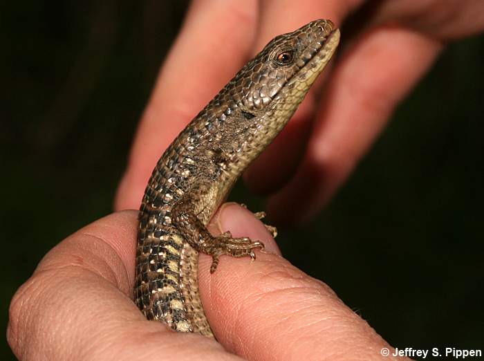 Northwestern' Northern Alligator Lizard (Gerrhonotus coeruleus principis)