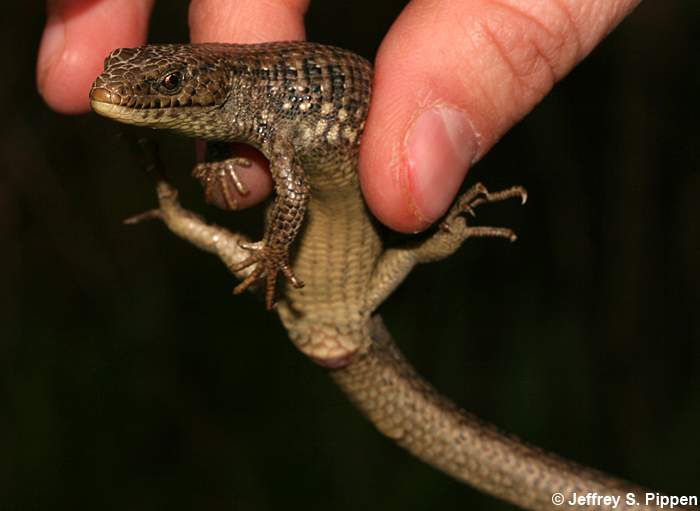 Northwestern' Northern Alligator Lizard (Gerrhonotus coeruleus principis)