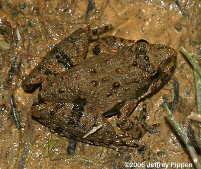 Northern Cricket Frog (Acris crepitans crepitans)