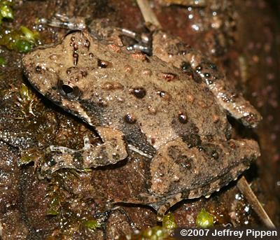 Northern Cricket Frog (Acris crepitans crepitans)