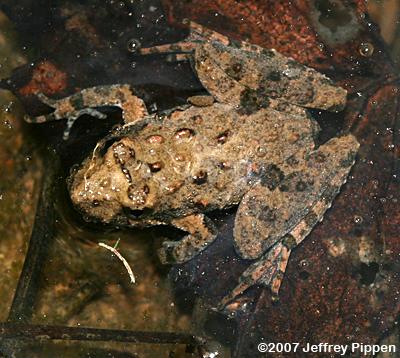 Northern Cricket Frog (Acris crepitans crepitans)