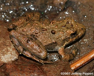 Northern Cricket Frog (Acris crepitans crepitans)
