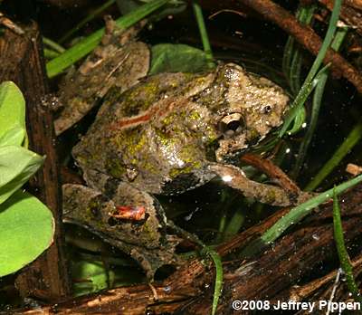 Northern Cricket Frog (Acris crepitans crepitans)