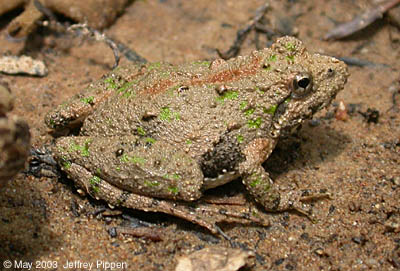 Northern Cricket Frog (Acris crepitans crepitans)