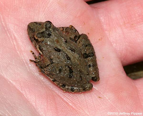Northern Cricket Frog (Acris crepitans crepitans)
