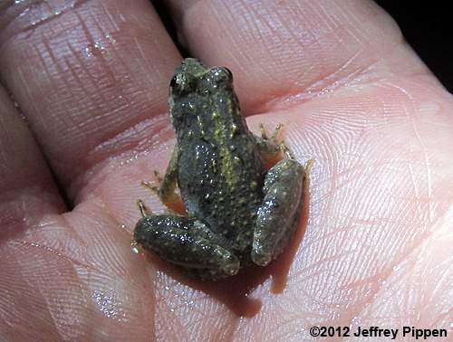 Northern Cricket Frog (Acris crepitans crepitans)