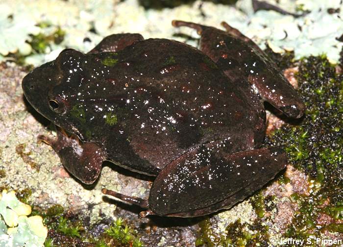 Northern Cricket Frog (Acris crepitans crepitans)