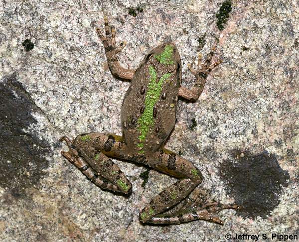 Northern Cricket Frog (Acris crepitans crepitans)