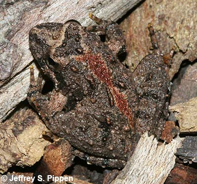 Northern Cricket Frog (Acris crepitans crepitans)