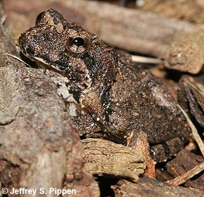 Northern Cricket Frog (Acris crepitans crepitans)