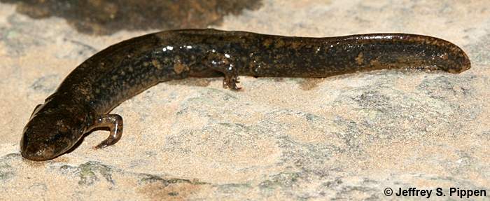 Northern Dusky Salamander (Desmognathus fuscus)