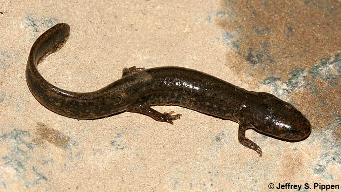 Northern Dusky Salamander (Desmognathus fuscus)