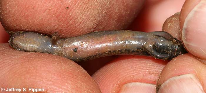 Northern Dusky Salamander (Desmognathus fuscus)