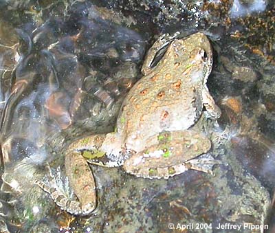 Northern Cricket Frog (Acris crepitans crepitans)