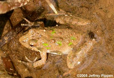 Northern Cricket Frog (Acris crepitans crepitans)