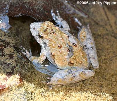Northern Cricket Frog (Acris crepitans crepitans)