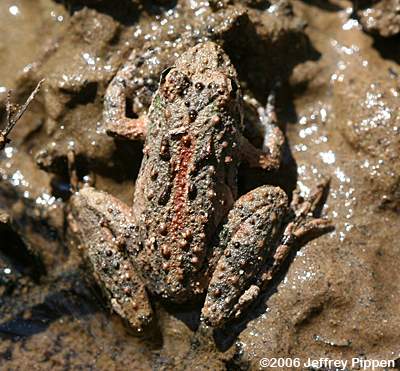 Northern Cricket Frog (Acris crepitans crepitans)