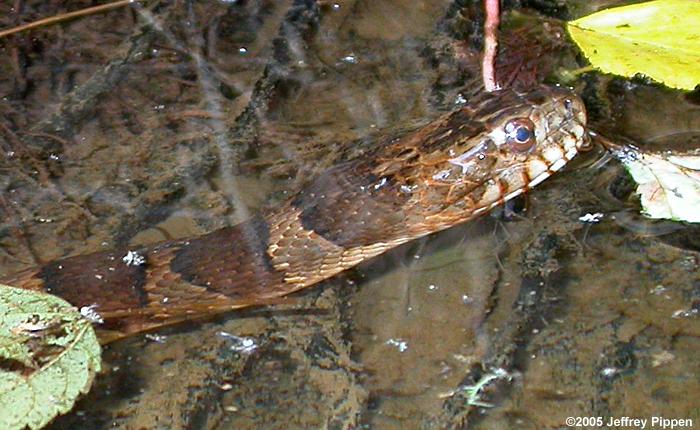 Northern Water Snake (Nerodia sipedon)