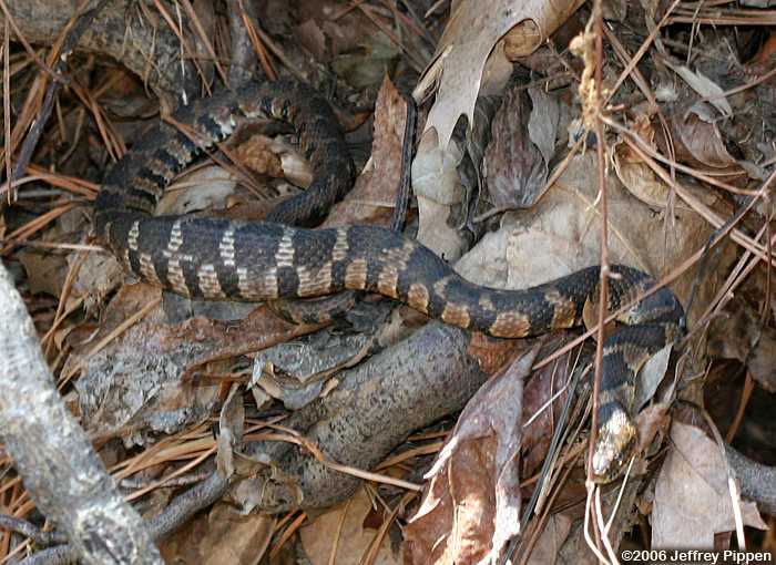 Northern Water Snake (Nerodia sipedon)