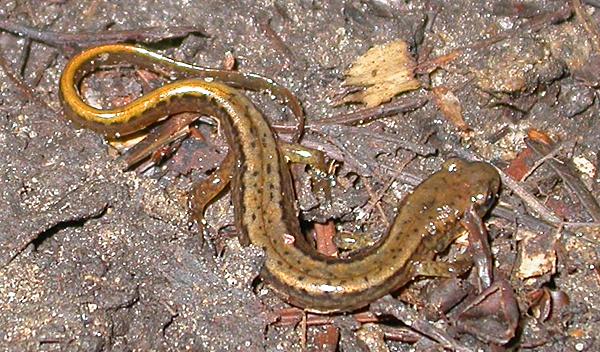 Northern Two-lined Salamander (Eurycea bislineata)